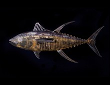 Steel Tuna in rust finish