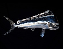 Stainless Steel Mahi Mahi