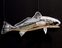 Red Drum / Redfish / NC State Fish