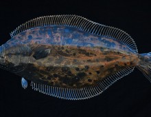 Flounder